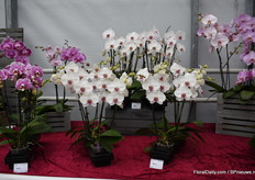 Nog een highlight van Hassinger is Macy1. Dit is een Phaleanopsis voor de 12cm pot met grote bloemen. 